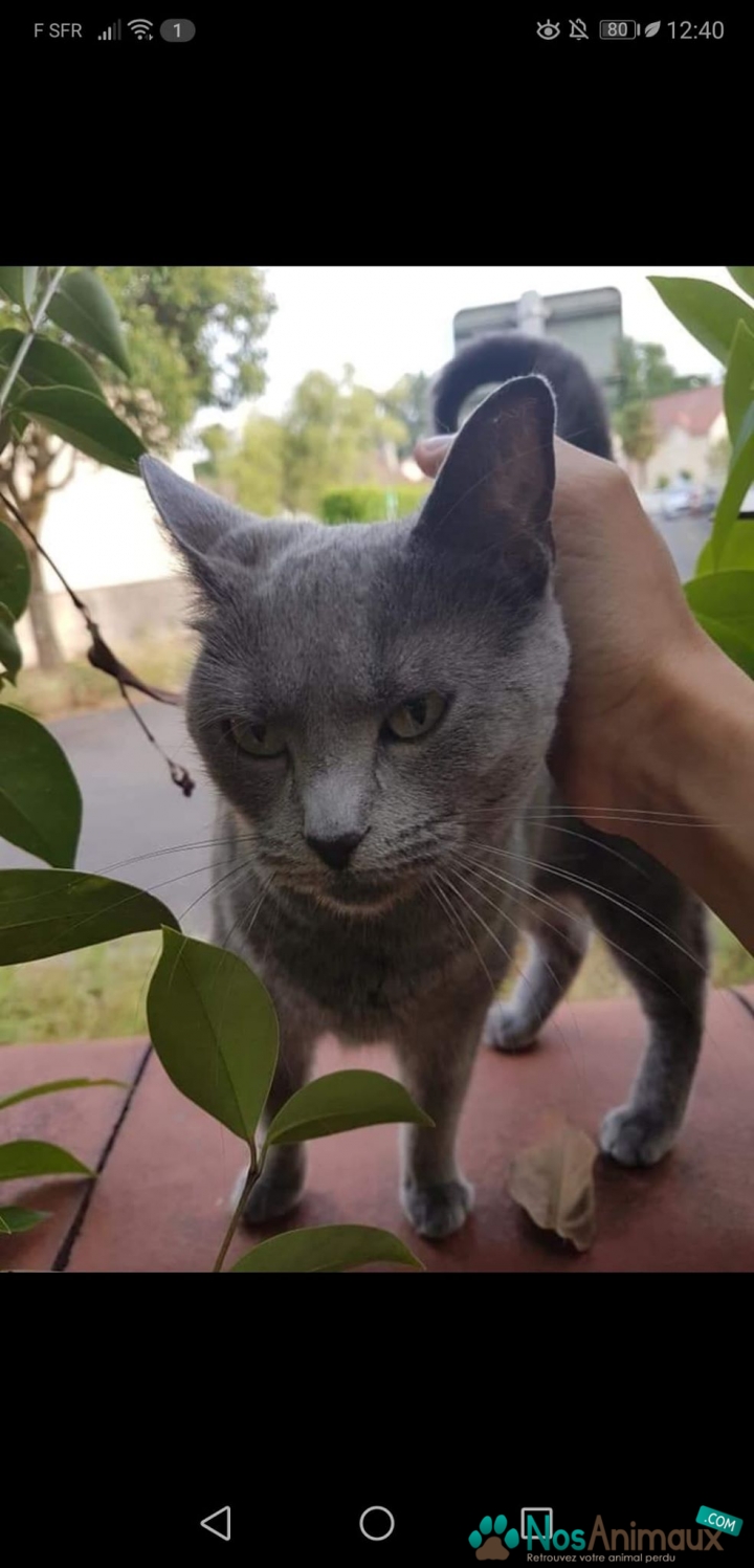 Chat trouvé Chartreux Annonce 23275