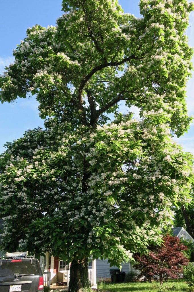 Catalpa, Southern Notable Trees