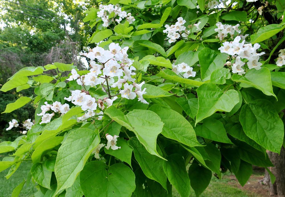 Catalpa, Southern Notable Trees