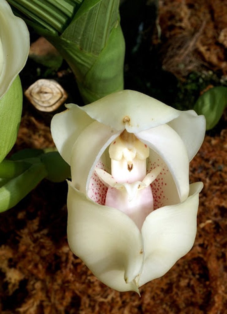 "Cuna De Venus" La Orquídea, Una Hermosa Flor Muy Poco