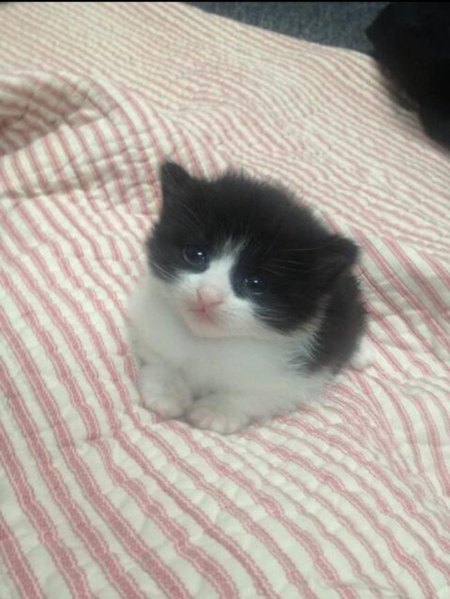 Si Ya Amabas A Los Gatos… Con Estos Gatos Bebes Morirás De Ternura