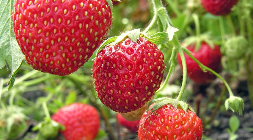 How to grow your own strawberries