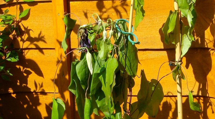 Clematis wilt