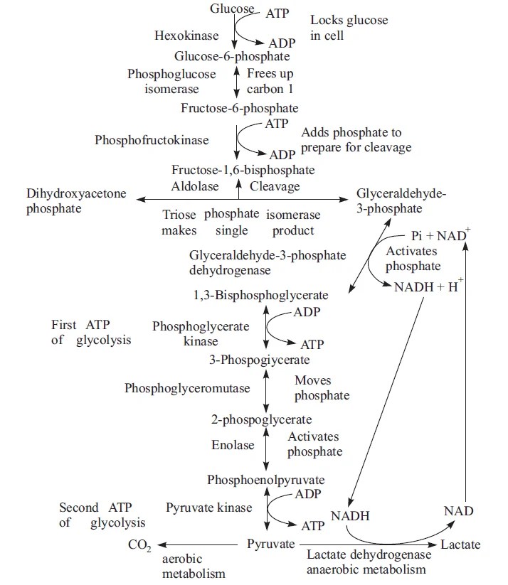 Biochemistry Notes for Class 12 Topic “Carbohydrate Metabolism