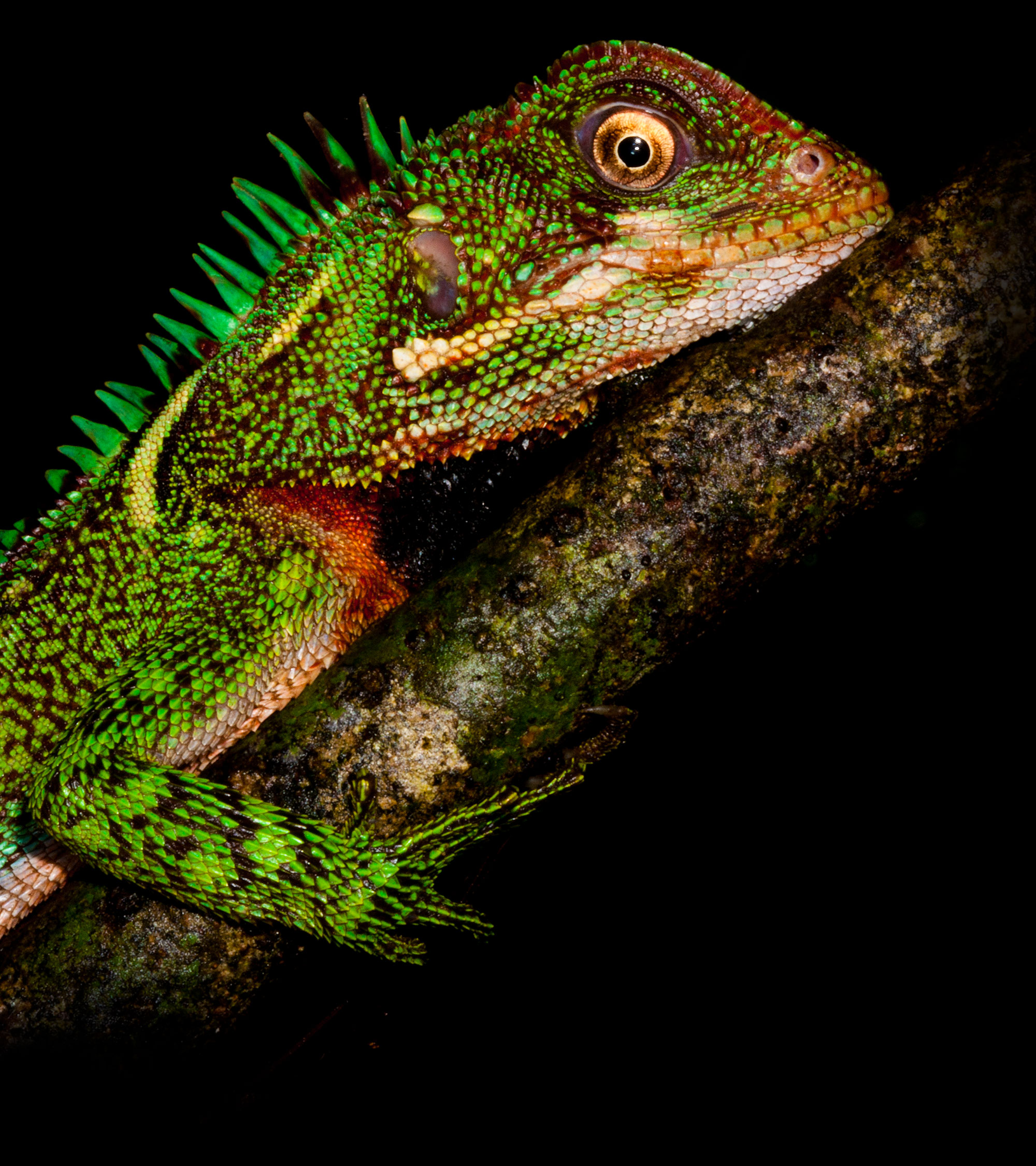 Explore the Amazon Flooded Forest