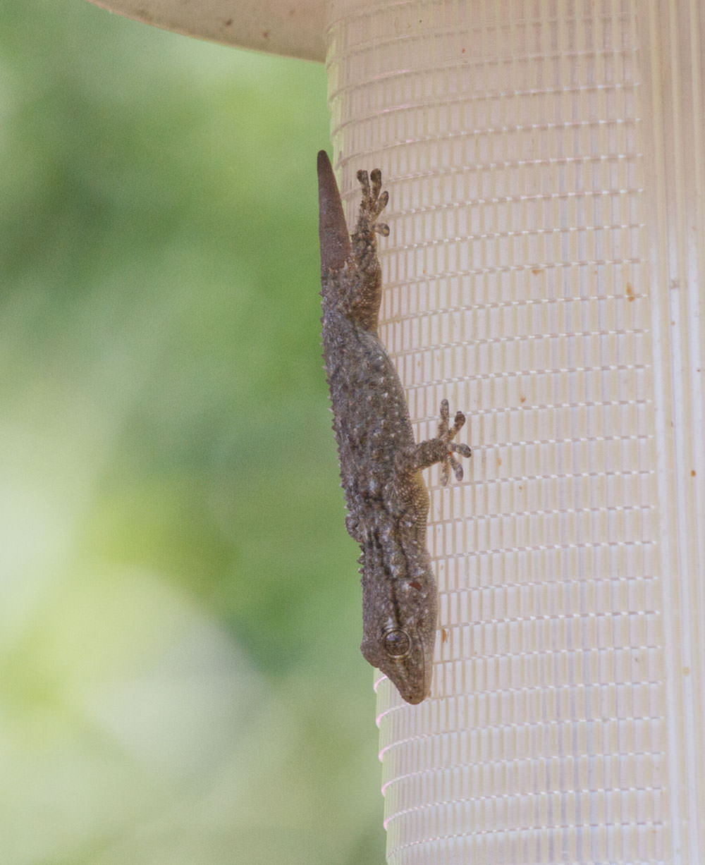 What Gecko from Sicily, Italy is this? reptiles