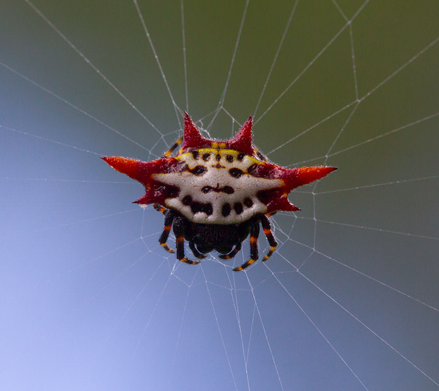 HappyFace Spider [900x801] [OS] r/MacroPorn