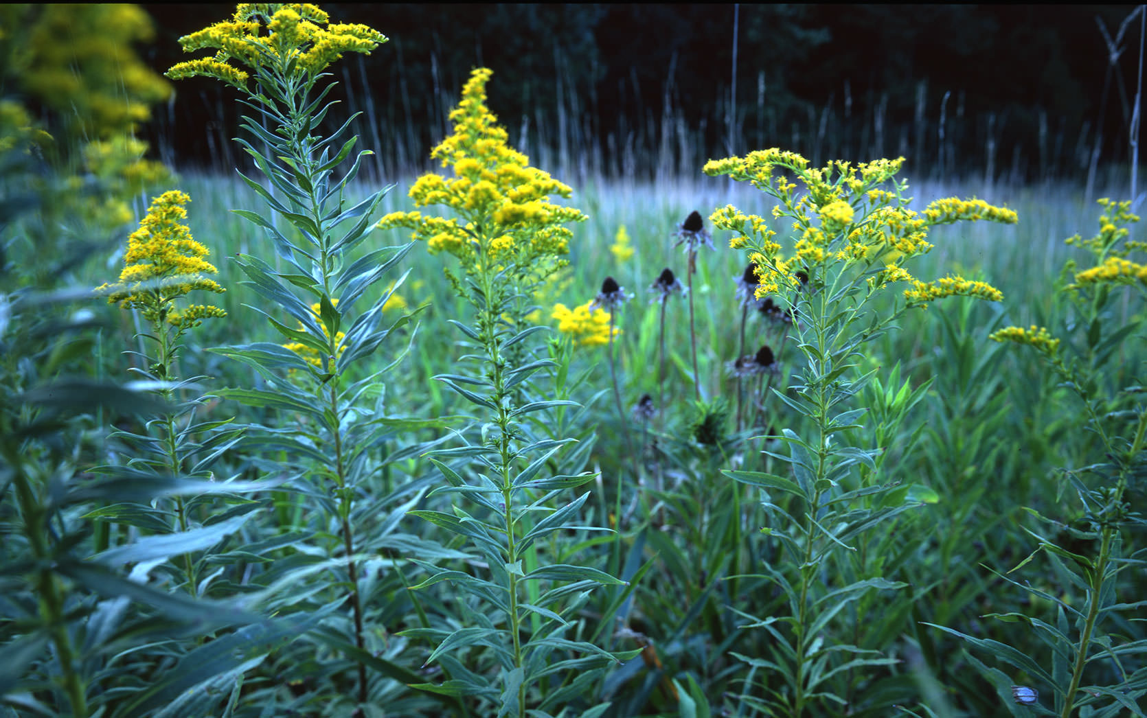 Harmony, Minnesota Notes from the Road