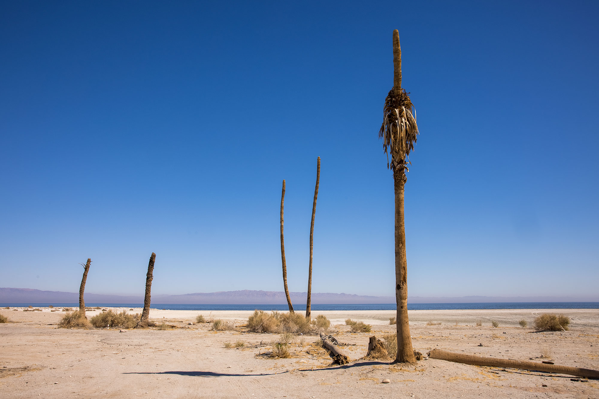 Death and Salvation on the Salton Sea