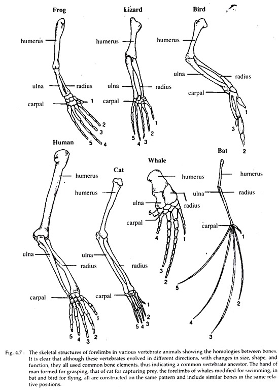 Top 5 Evidences of Organic Evolution Zoology