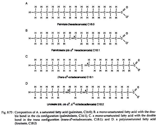 Fatty Acids Meaning, Roles and Nomenclature