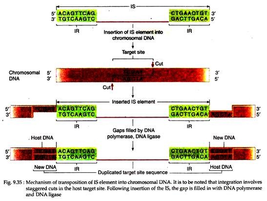 Transposable Elements (TE) in Prokaryotes Biology