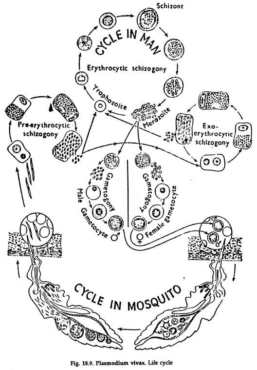 Life Cycle Of Plasmodium Vivax With Diagram Protozoa