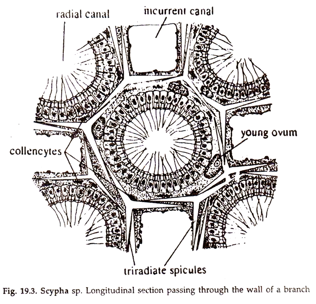 Sponges Description and Structure Phylum Porifera