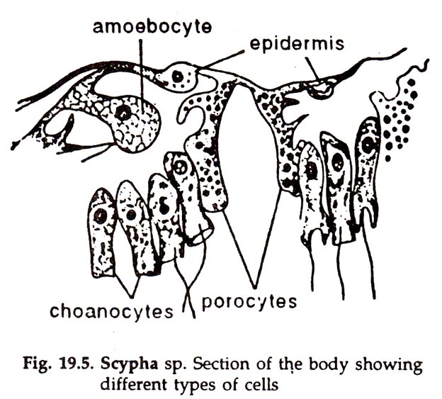 Sponges Description and Structure Phylum Porifera