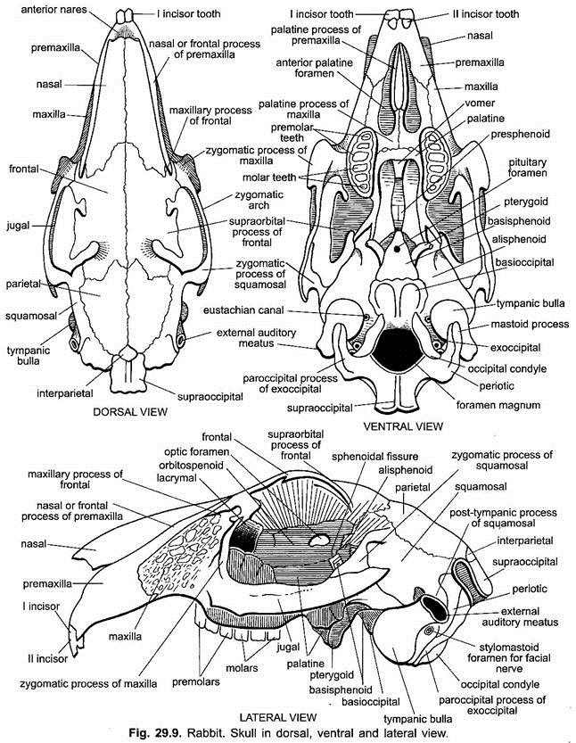 Endoskeleton of Rabbit (With Diagram) Vertebrates