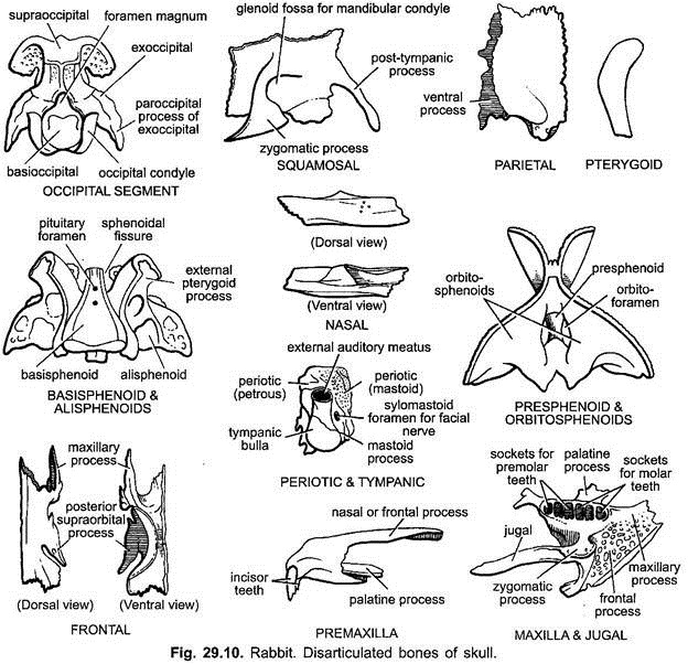 Endoskeleton of Rabbit (With Diagram) Vertebrates