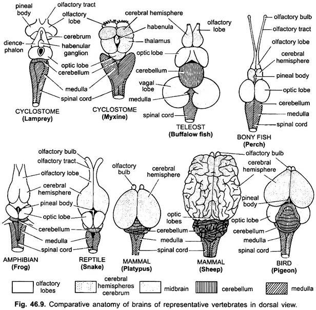 Anatomy of Nervous System in Vertebrates (With Diagram