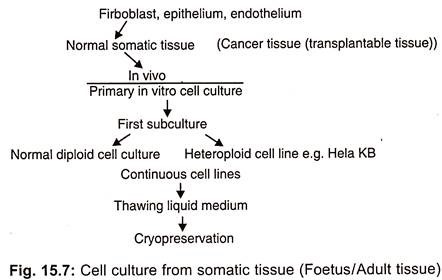 May 01, 2008 · biopharmaceutical manufacturing, in which drug products are produced by cell culture, can be divided into four processing stages (figure 1). Animal Cell And Cell Culture Notes Introduction Substrates Isolation Types And Techniques