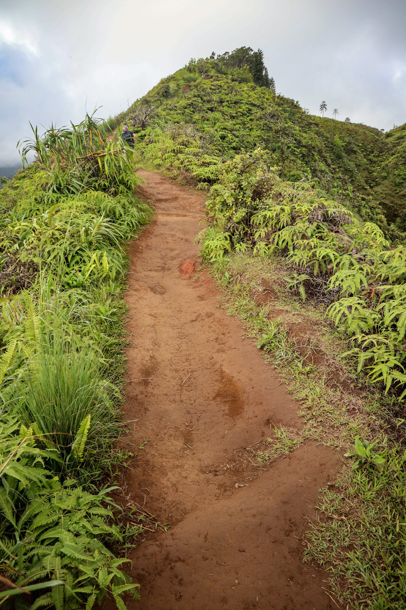 Waihee Ridge Trail Why It's the Maui Hike You Can't Miss!