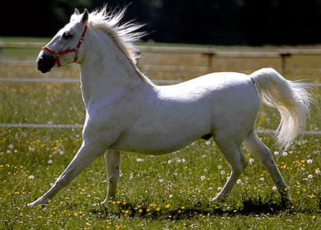 Cuánto Cuesta Mantener Un Caballo Por Mes | Noti Caballos