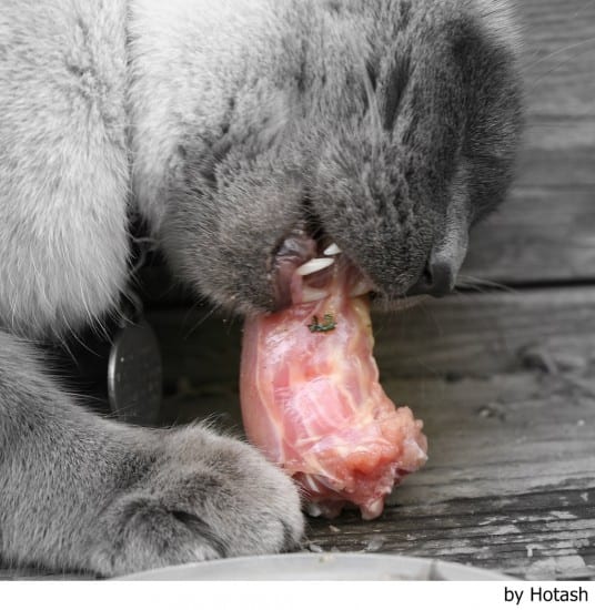 My cat has been poisoned, what do I do?