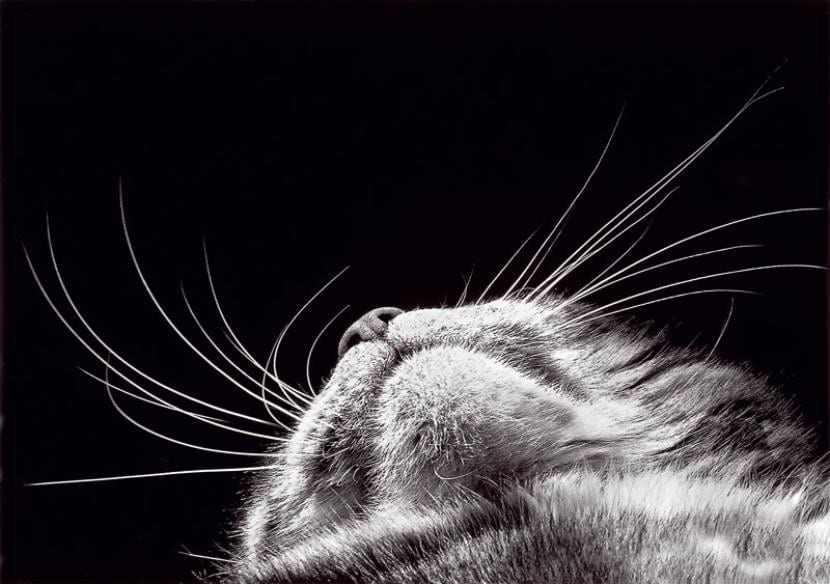 Apa saja kemampuan kucing?