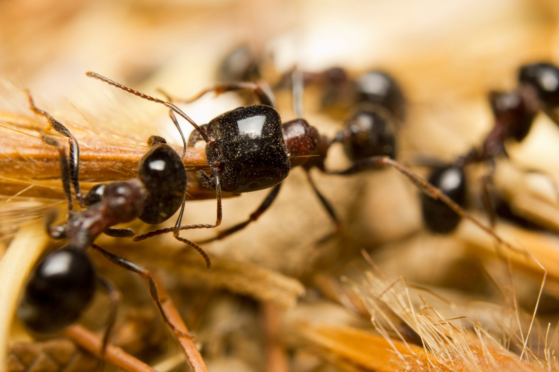 Nottingham Pest Control Swarms of Flying Ants Currently Being Seen