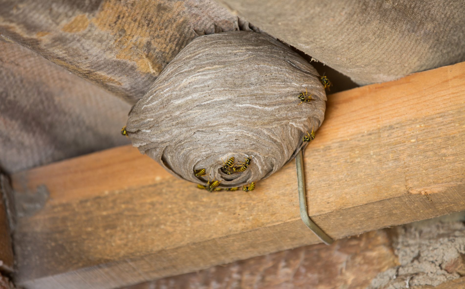 Nottingham Pest Control Wasp Nest Treatment