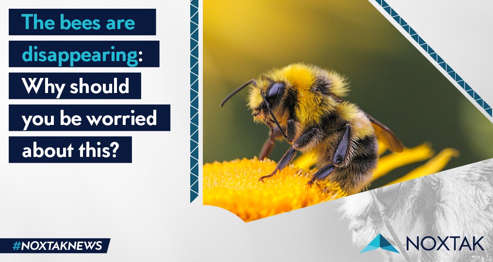 The bees are disappearing Why should you be worried about this