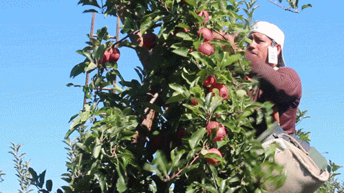 Inside The Life Of An Apple Picker The Salt NPR