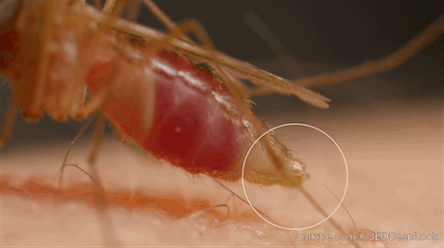 WATCH Mosquitoes Use 6 Needles To Suck Your Blood Shots Health