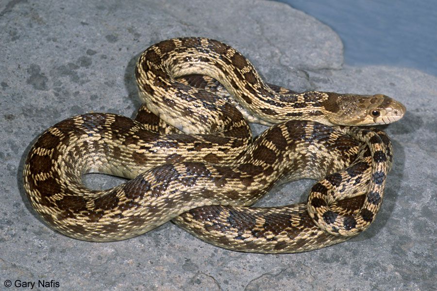 Gopher Snake (U.S. National Park Service)