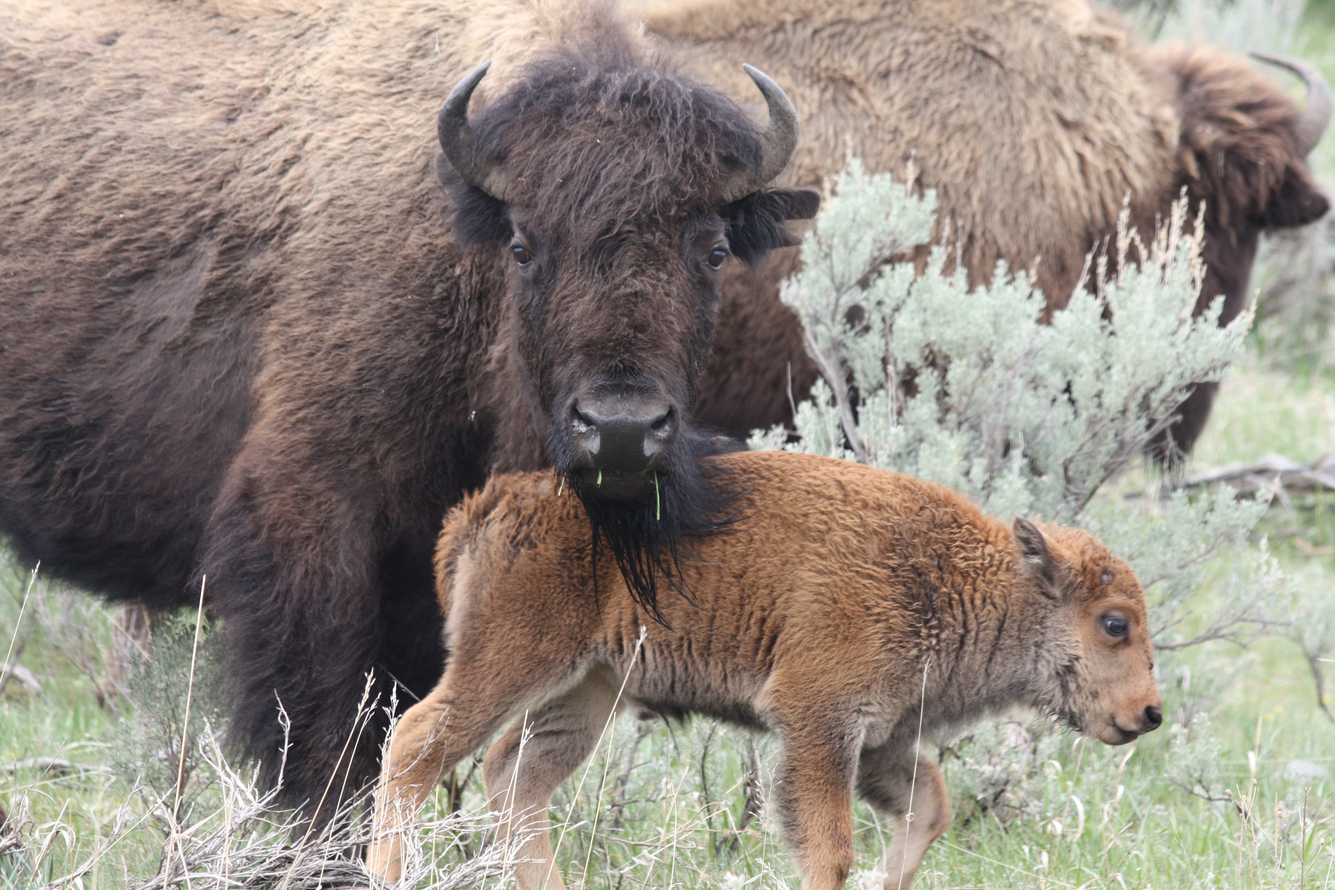Bison Bellows Envisioning the Future The Second Recovery and
