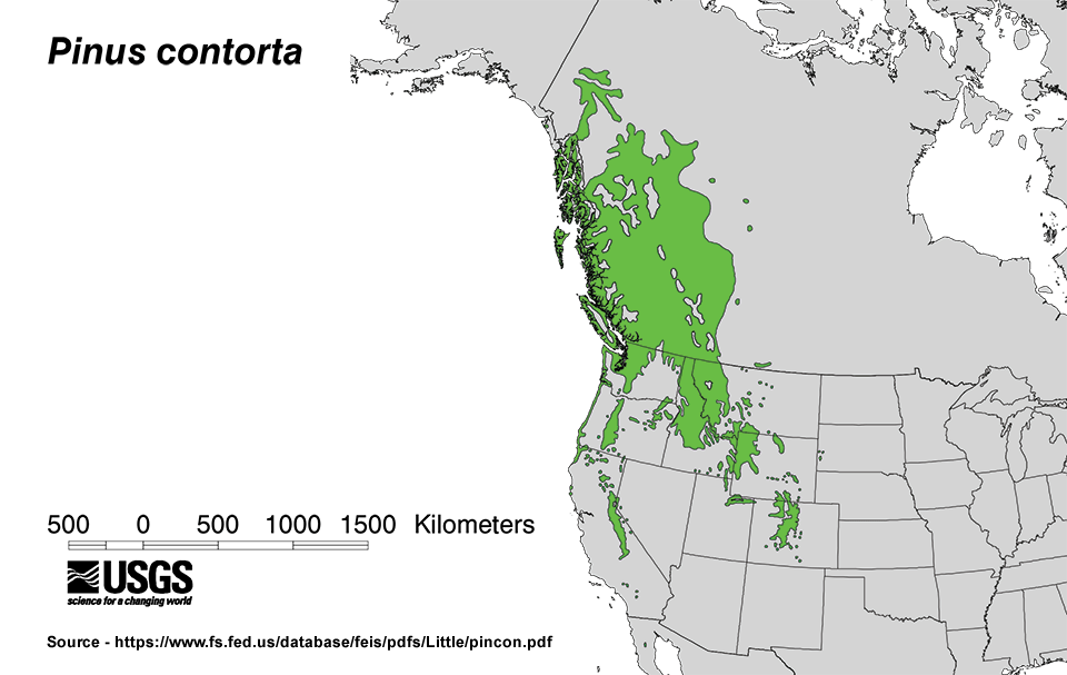 Wildland Fire in Lodgepole Pine (U.S. National Park Service)