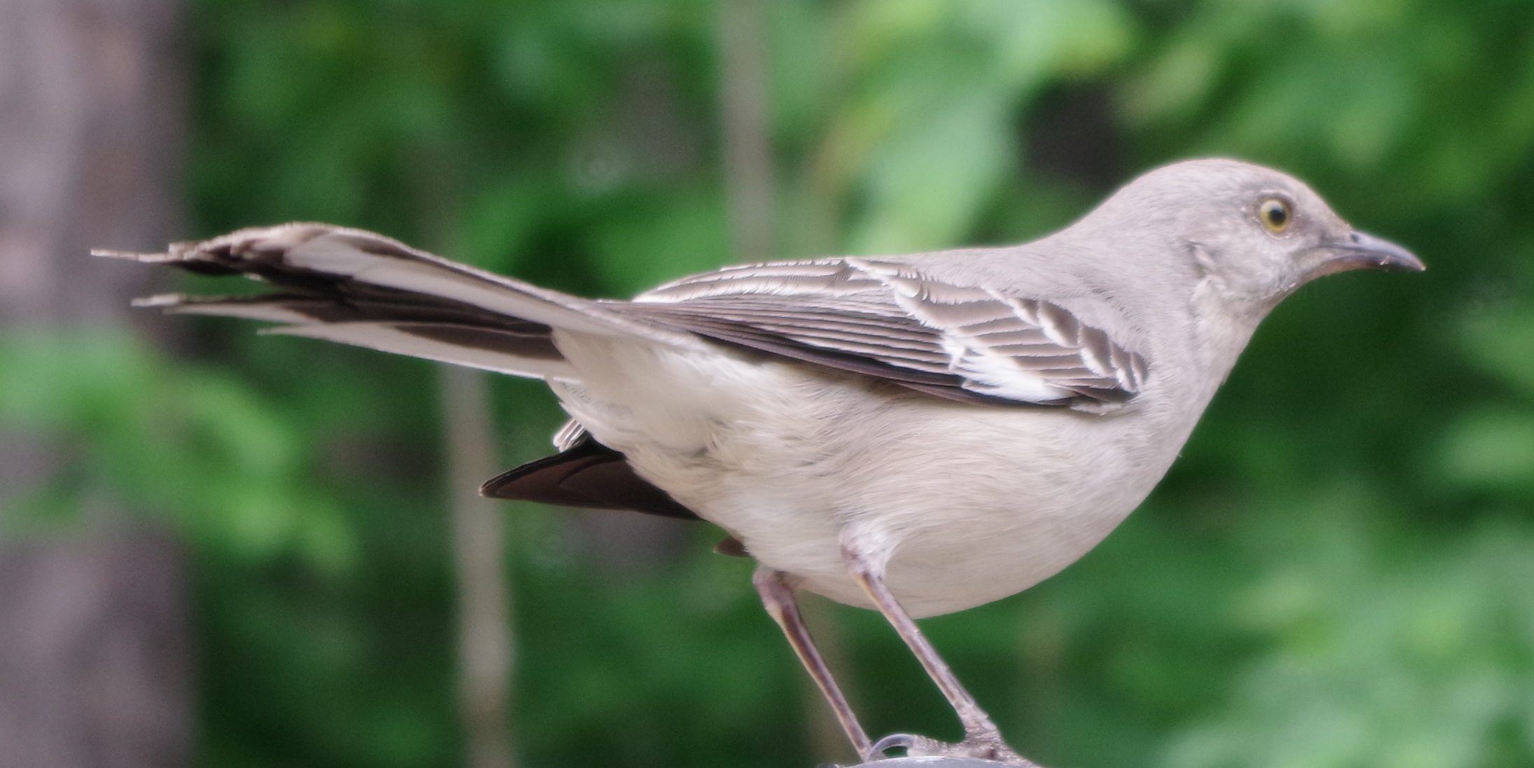 Northern Mockingbird Big Thicket National Preserve (U.S. National