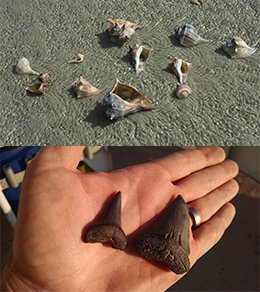 Swimming And Beachcombing - Cumberland Island National Seashore (U.s. National Park Service)