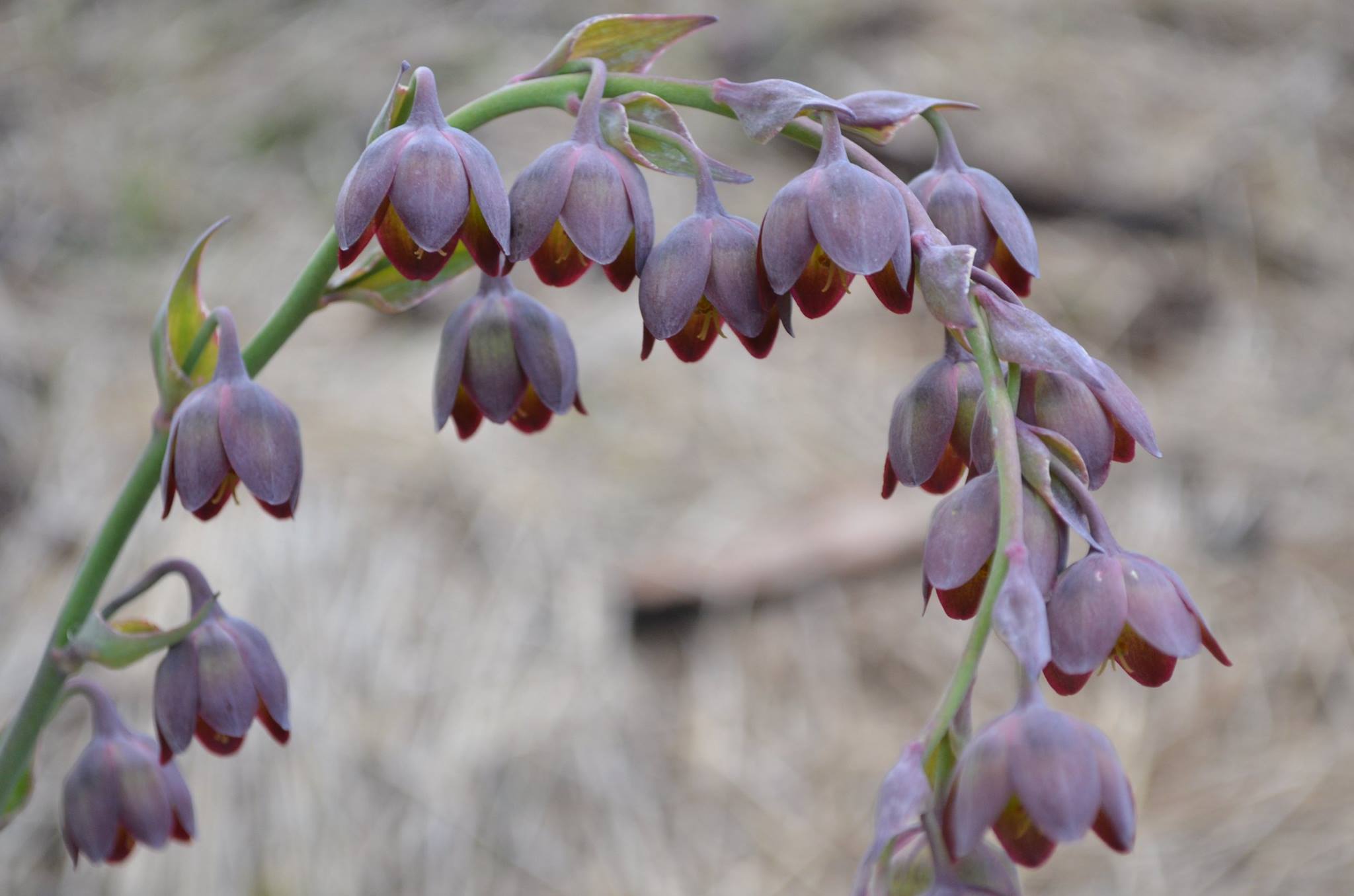 Administration Native Plant Society of New Mexico