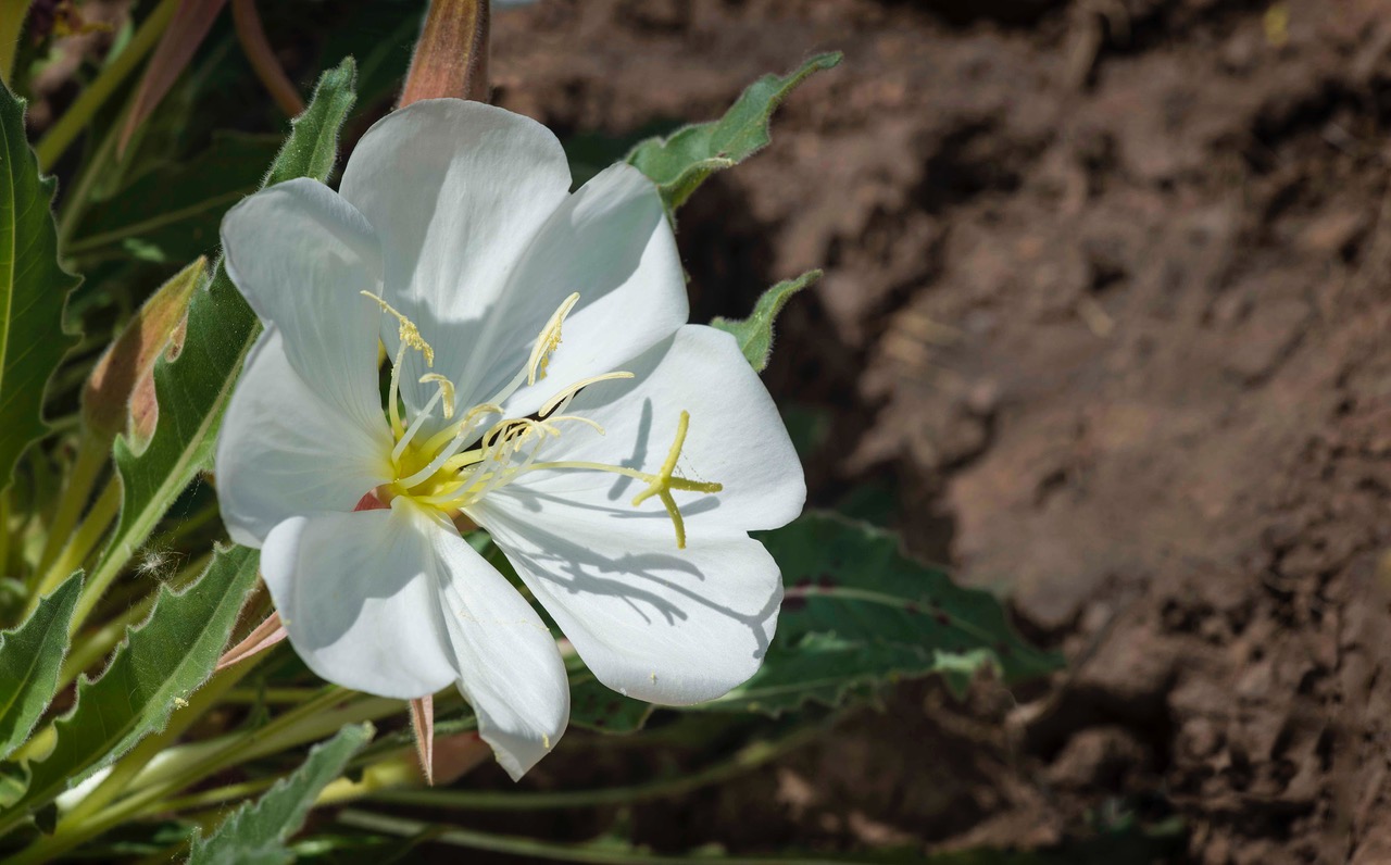 Native Plant Society of New Mexico New Mexico's Voice for Native Plants