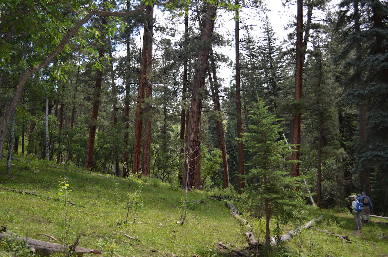 Conservation Issues Native Plant Society of New Mexico