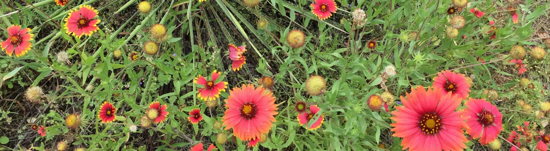 to the San Antonio Chapter (NPSOTSA) Native Plant Society of