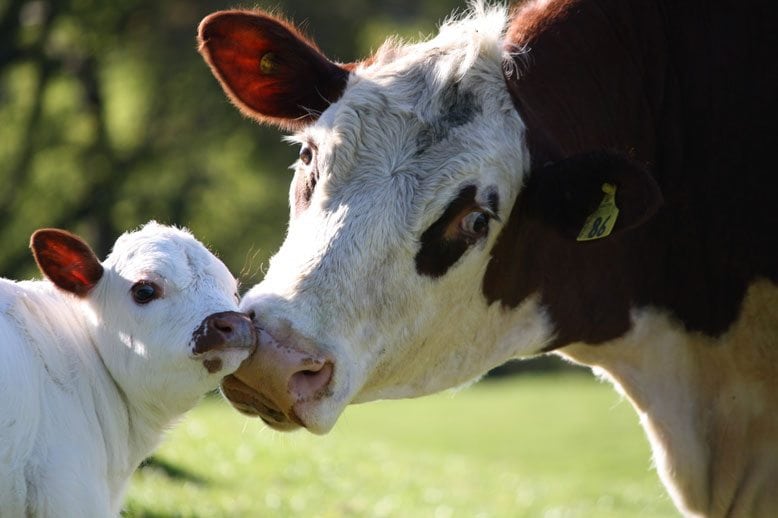 Vaccinations New Plymouth Vet Group