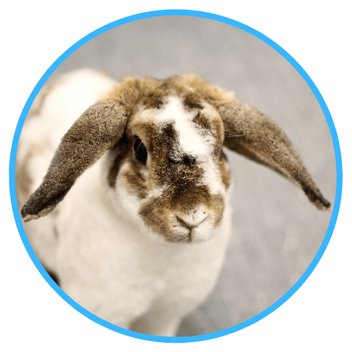 Bird, Rabbit and Turtle Articles New Plymouth Vet Group