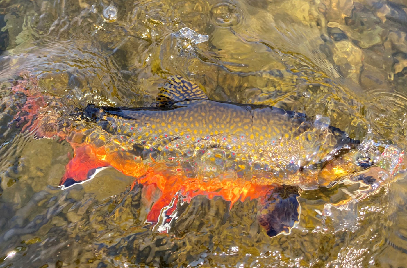 My Maine This Week Kennebec Brook Trout by David Preston