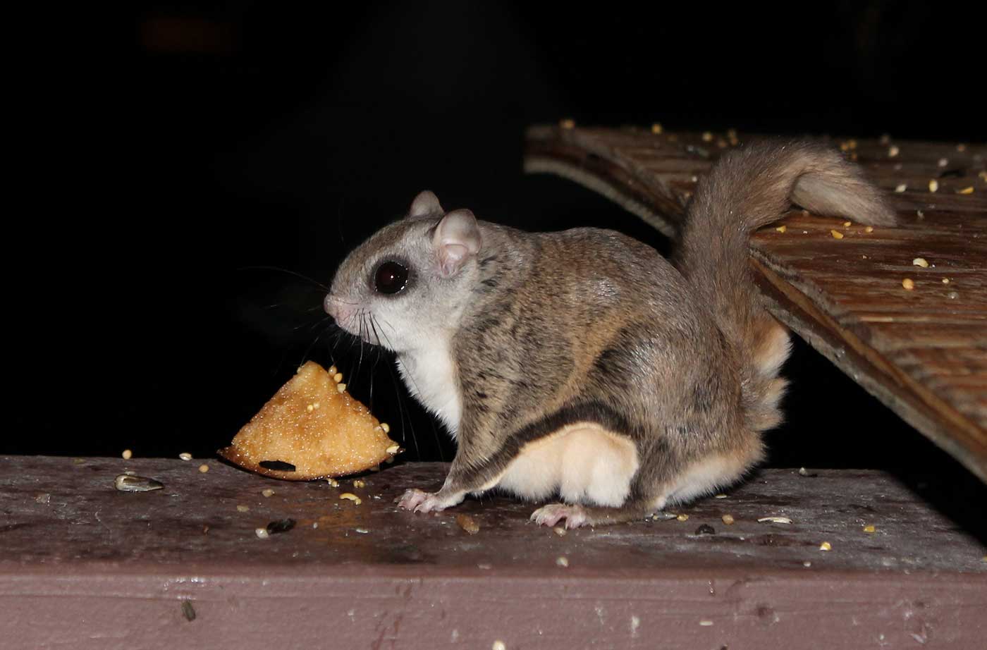 Top 104 + Are squirrels nocturnal animals