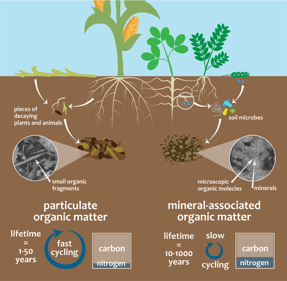 Francesca Cotrufo Homepage Natural Resource Ecology