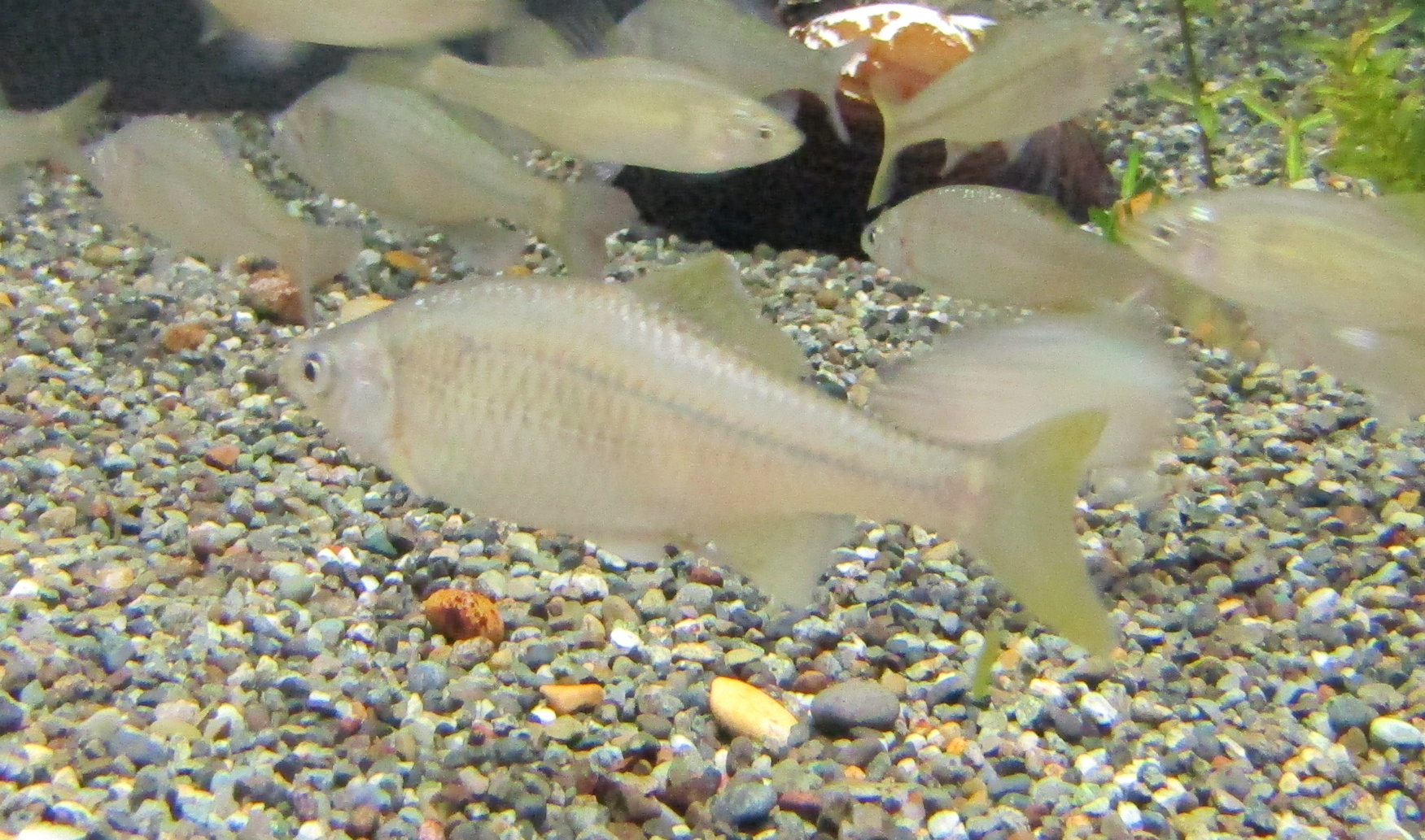 【魚類】絶滅危惧種 なにわの水源びわ湖を守る会