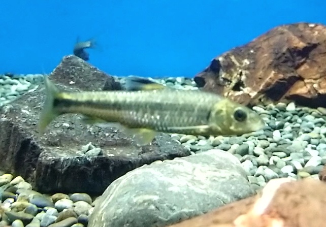 【魚類】絶滅危惧種 なにわの水源びわ湖を守る会