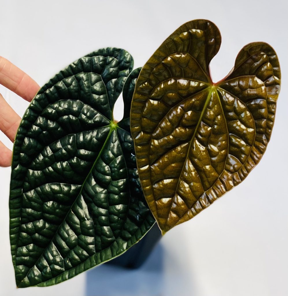 Anthurium carlablackiae x luxurians NSE Tropicals