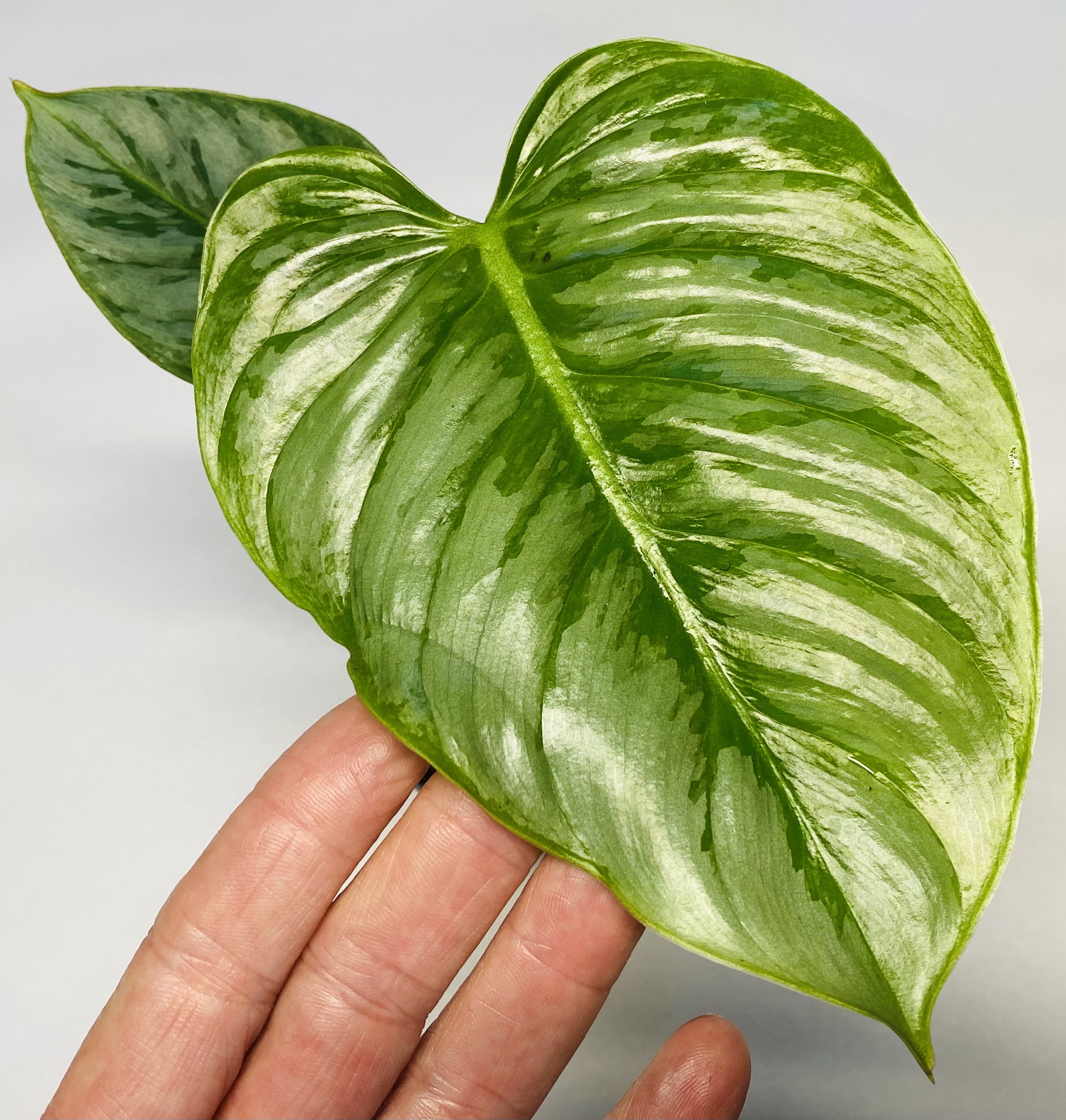 Philodendron sodiroi NSE Tropicals